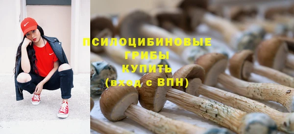 сатива Волоколамск